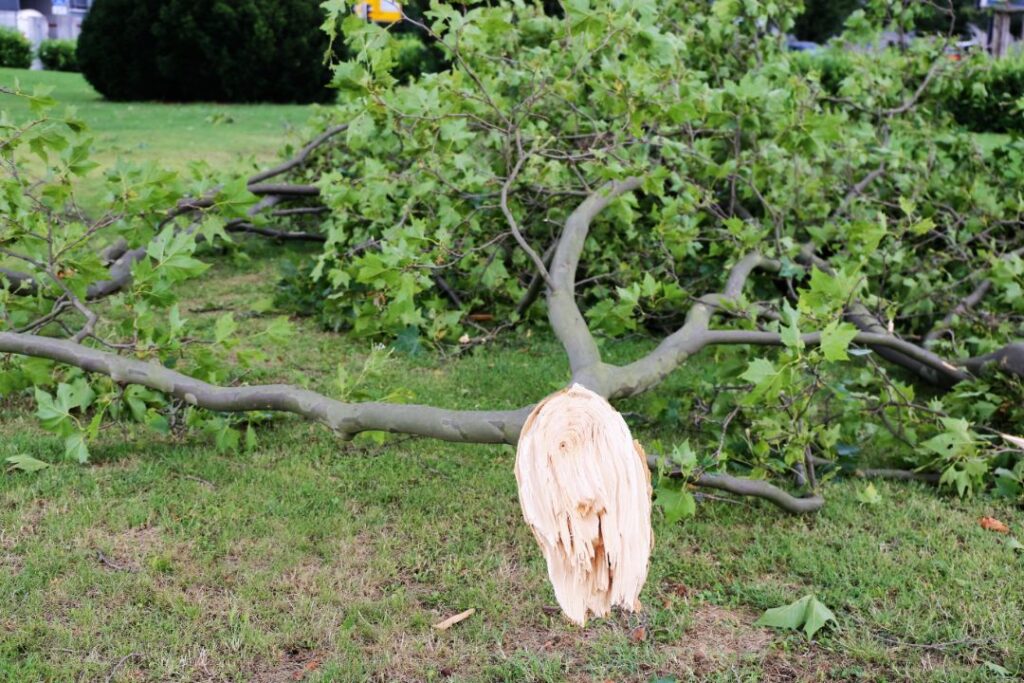 arborist Epping