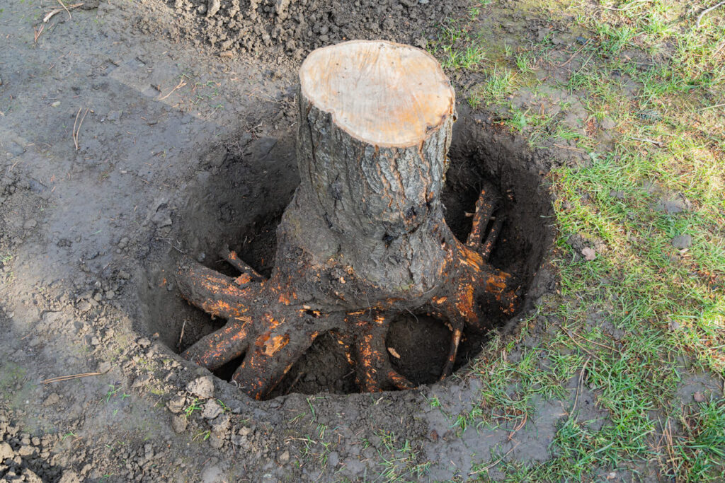 Stump Grinding