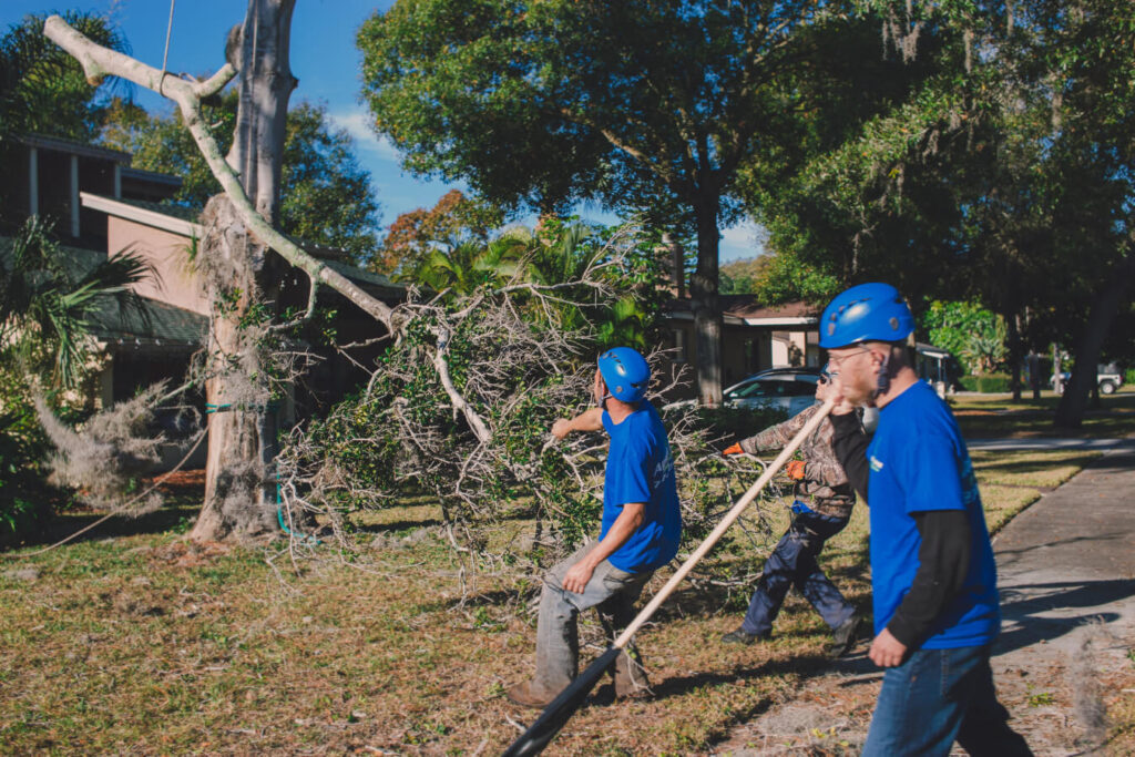 Stump Grinding