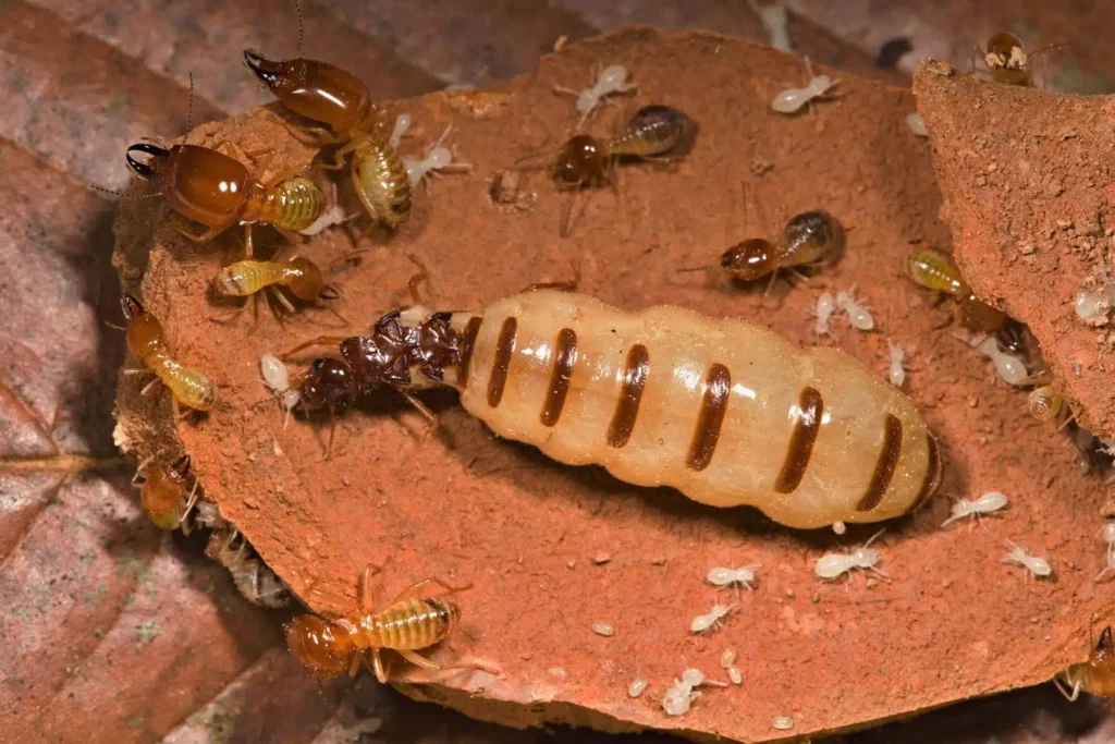 Termite-Treatment
