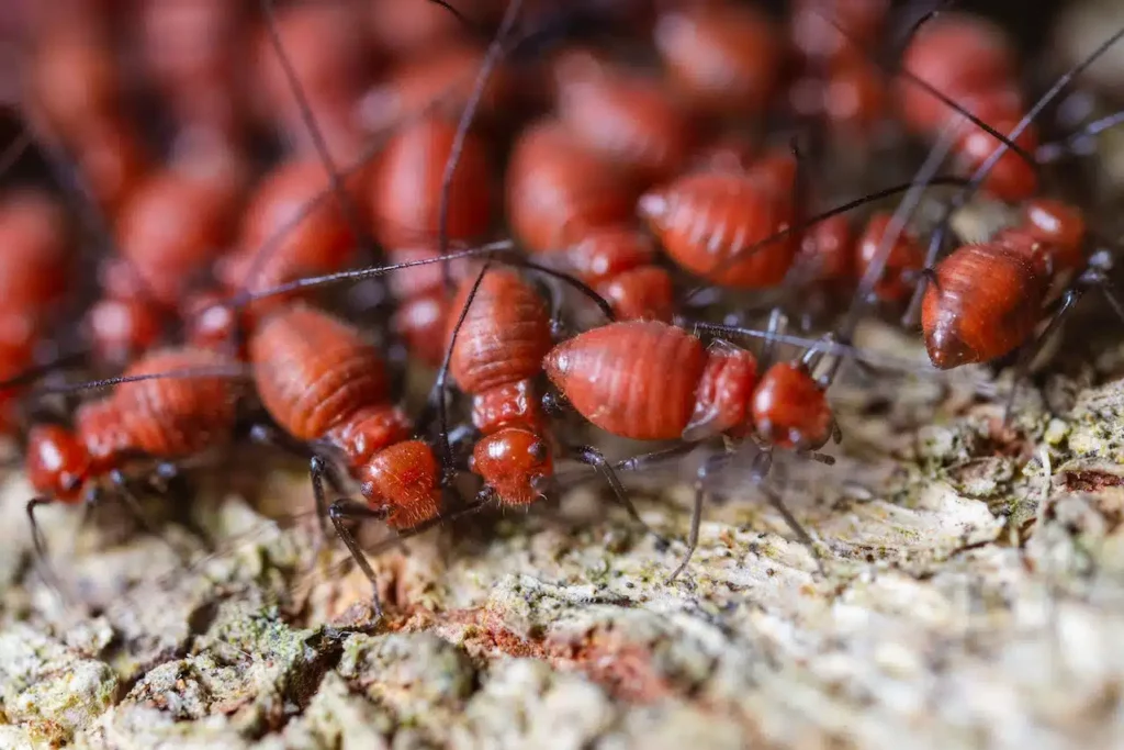 termites-control-sevices-1