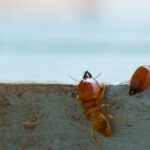 Pest Control Termite Services: What Sydney Homeowners Should Know