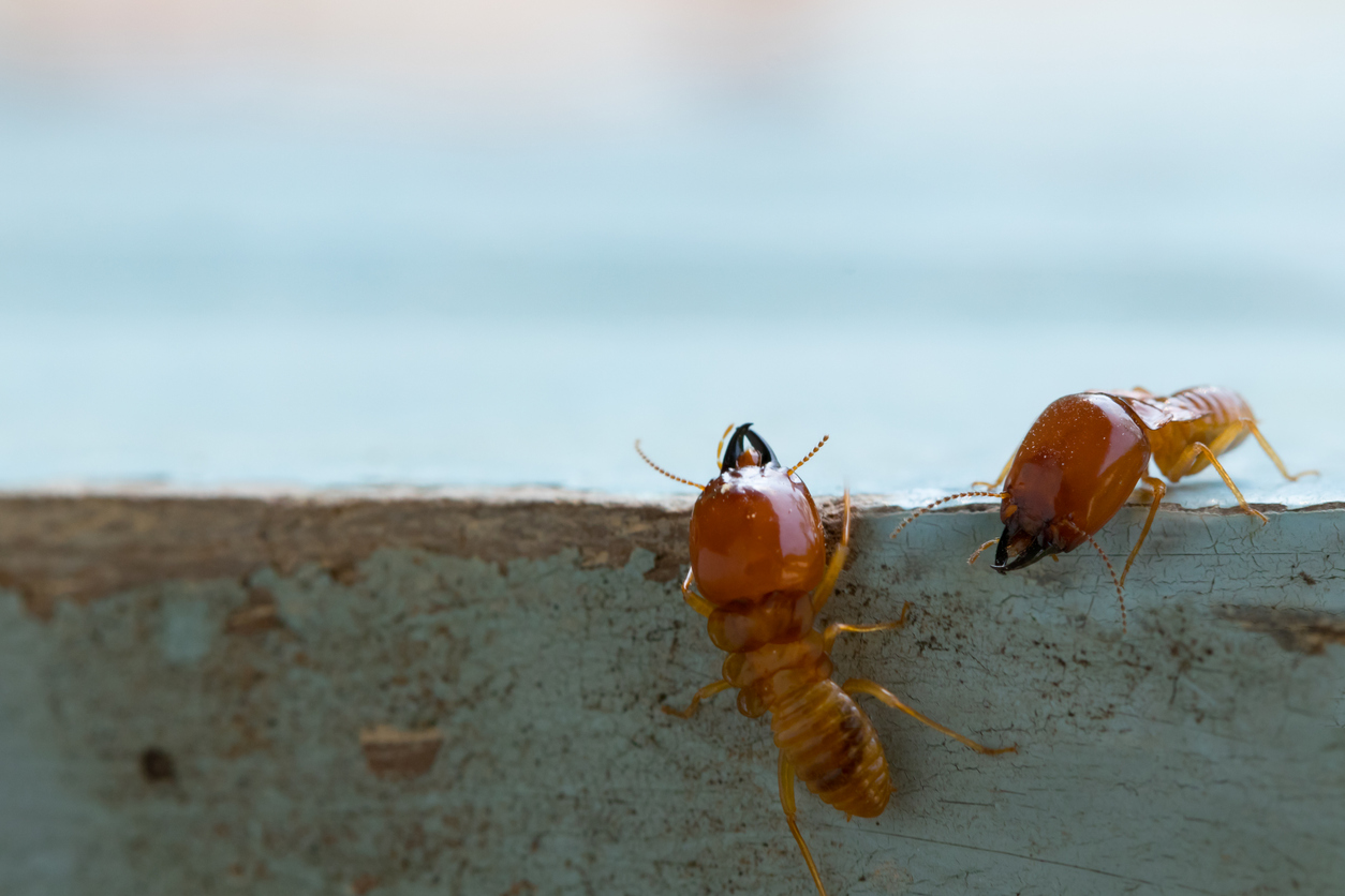 Pest Control Termite Services