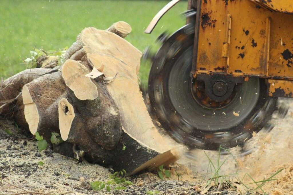 stump grinding price