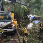 When Wahroonga Tree Removal Requires Formal Council Approval