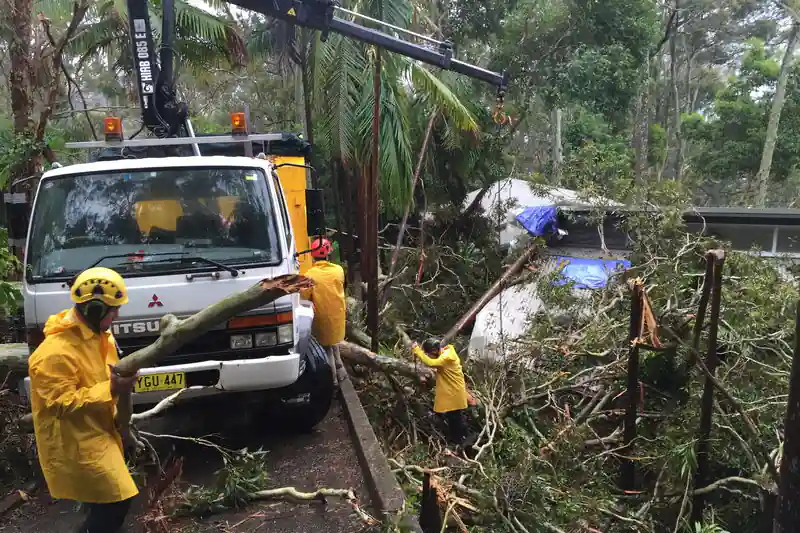 Wahroonga tree removal
